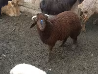 Juhok (tétel, nem megadva), Red Karaman sheep — 1. fotó