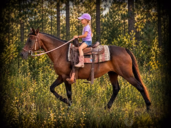 Kanca, Quarter Horse