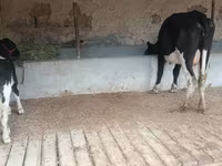 Cow, Latvian Blue cattle — photo 6