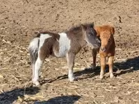 公马, Horses — 照片 6