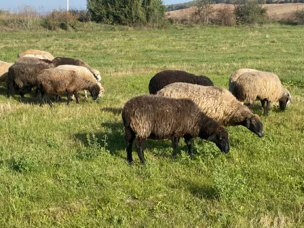 Schaf, Schafe