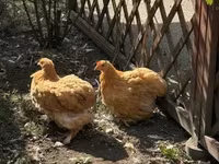 Pekin-Zwerg — Foto 3