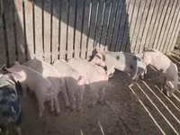 Sow, Pigs — photo 2