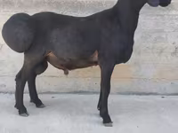 公羊, Hissar sheep — 照片 1