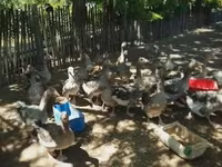 Geese — الصورة 1