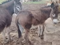 Caballo, Caballos — foto 1