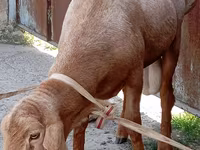 Beran, Ordabasy sheep — foto 2