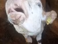 Bulle, Simmental cattle — Foto 1