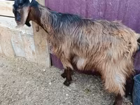 Cabro, Cabras — foto 5