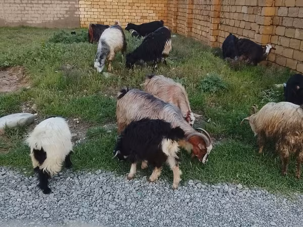 Widder, Daglıс sheep