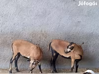 母羊, Cameroon sheep — 照片 1