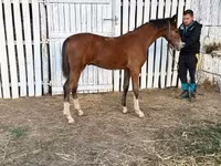 Hing, Dutch warmblood horse — 5. fotó