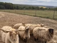 كبش, Racka sheep — الصورة 4