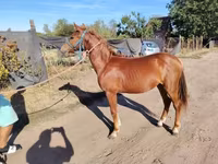 公马, Horses — 照片 4