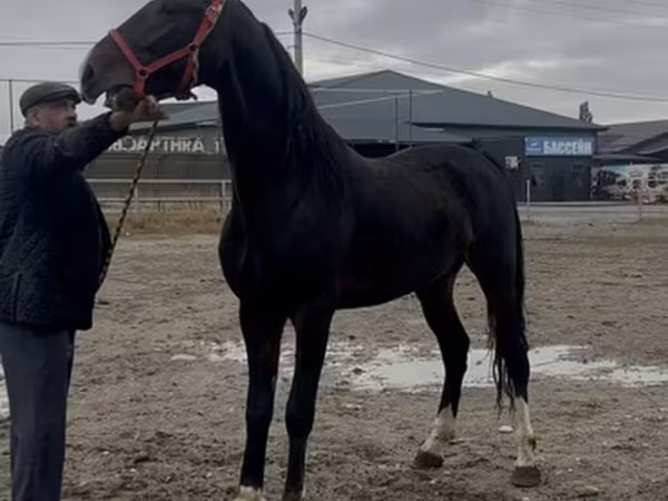 Caballo, Orlov Trotter