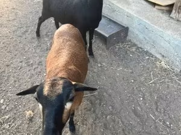 Nőstény kecske, Nigerian dwarf goats