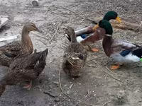 Ducks — 1-сурет