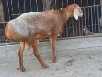 Carnero, Saryarka sheep — foto 3