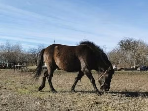 Cavalo, Hucul pony