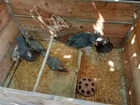 Chickens — photo 2