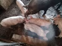 猪（批次，未指定性别）, Pigs — 照片 3