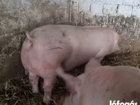 Süldőanya, Крупная белая — 1. fotó