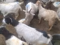 बकरियाँ (लॉट, लिंग निर्दिष्ट नहीं), बकरियाँ — फ़ोटो 4