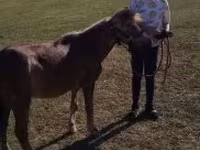 घोड़ा, Dutch warmblood horse — फ़ोटो 4
