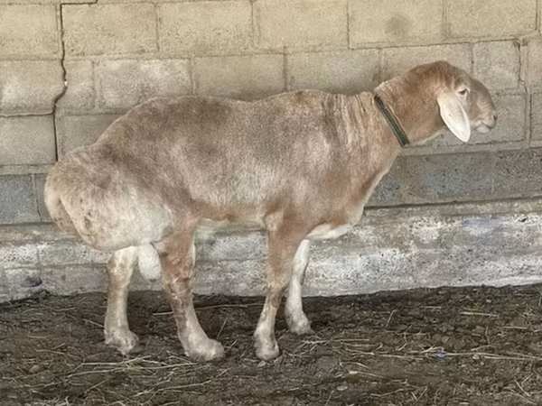 Carneiro, Edilbay sheep