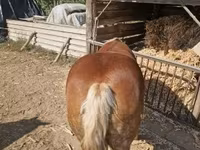 母马, Horses — 照片 6