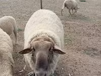 Kos, Juhok — 5. fotó
