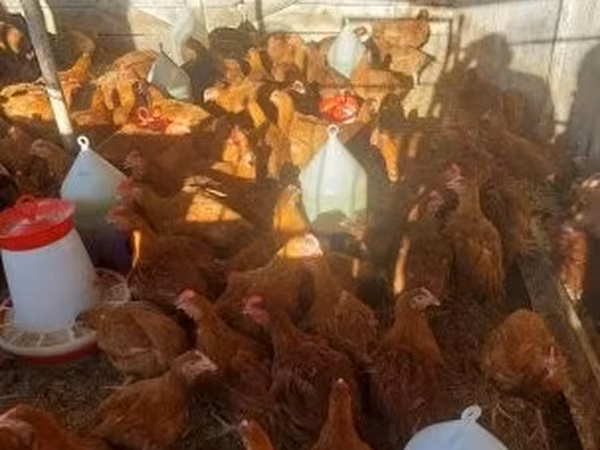 Chickens