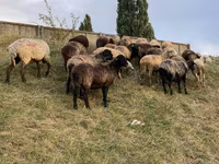 Schaf, Schafe — Foto 1