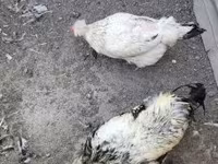 Chickens — 照片 4