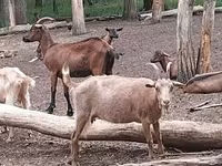 Cabra, Cabras — foto 8