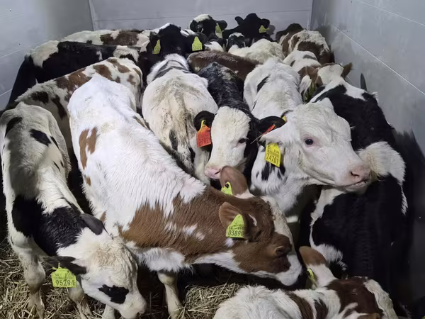 Taureau, Simmental cattle