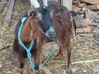 Bak, Kecskék — 2. fotó