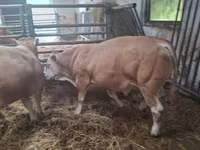 Bika, Blonde d’Aquitane cattle — 2. fotó