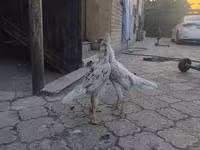 Shamo chickens — 4. fotó