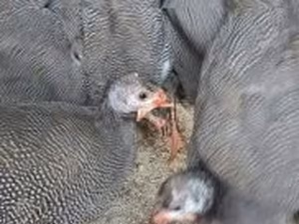 Guinea fowl
