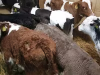 Taureau, Vache limousine — photo 5