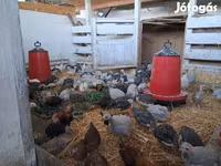 Chickens — 2. fotó