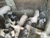 公猪, Pigs — 照片 2