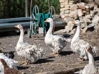 Geese — photo 1