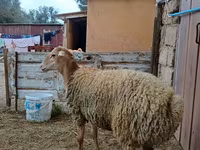 भेड़, भेड़ — फ़ोटो 3