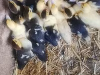 Ducks — zdjęcie 2