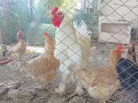 Brahma — foto 3