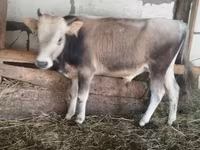 Toro, Ganado vacuno — foto 1