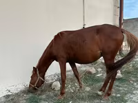 Hing, Karabakh horse — 5. fotó