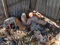 Boar, Pigs — photo 1